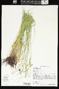 Carex brevior image