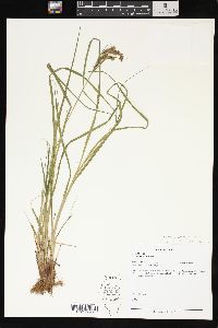 Carex emoryi image