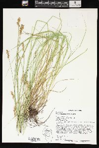 Carex festucacea image