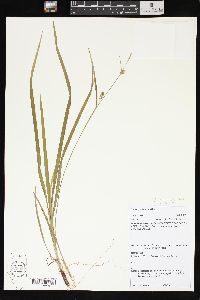 Carex gracilescens image