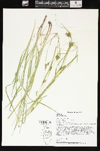 Carex grisea image