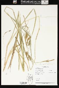 Carex hyalinolepis image