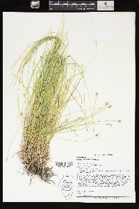 Carex leavenworthii image