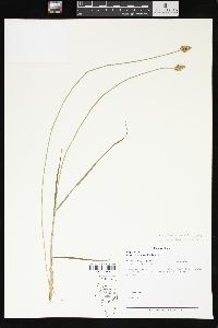 Carex leavenworthii image