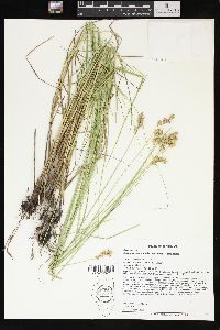 Carex missouriensis image