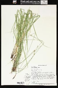 Carex normalis image