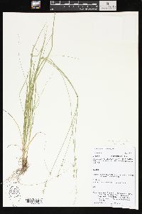 Carex radiata image