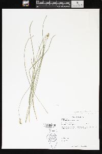 Carex retroflexa image