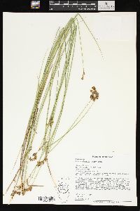 Carex suberecta image