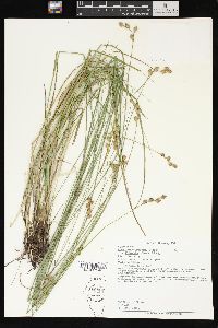 Carex suberecta image