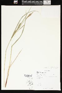 Carex trichocarpa image