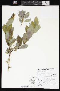 Salix glaucophylloides image