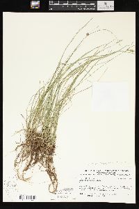 Carex retroflexa image