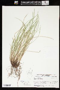 Carex jamesii image