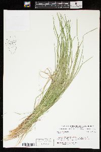 Carex jamesii image