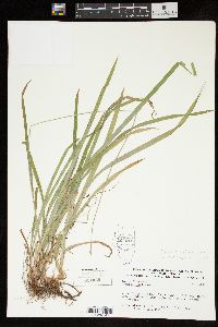 Carex hirtifolia image