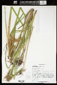 Carex lupuliformis image