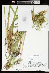 Carex lupuliformis image