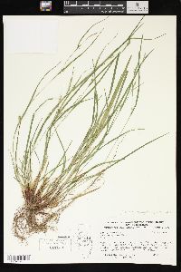 Carex oligocarpa image