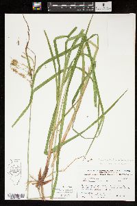 Carex crinita var. brevicrinis image