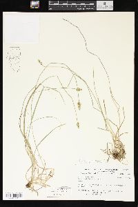 Carex leavenworthii image