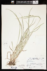 Carex corrugata image