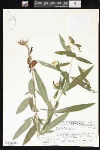 Lysimachia lanceolata image