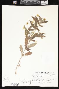 Lysimachia lanceolata image