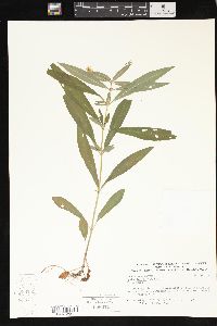 Lysimachia lanceolata image