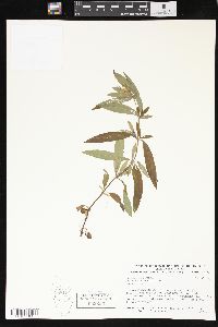 Lysimachia lanceolata image