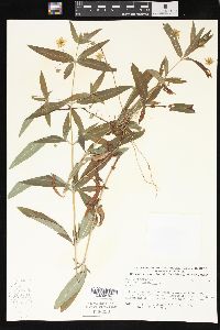 Lysimachia lanceolata image