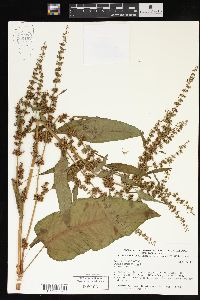 Rumex obtusifolius image