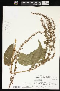 Rumex obtusifolius image