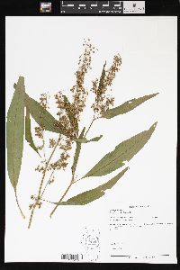 Rumex verticillatus image