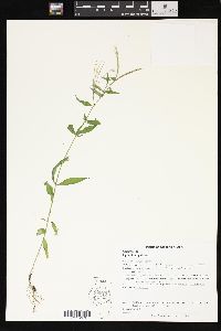 Epilobium palustre image