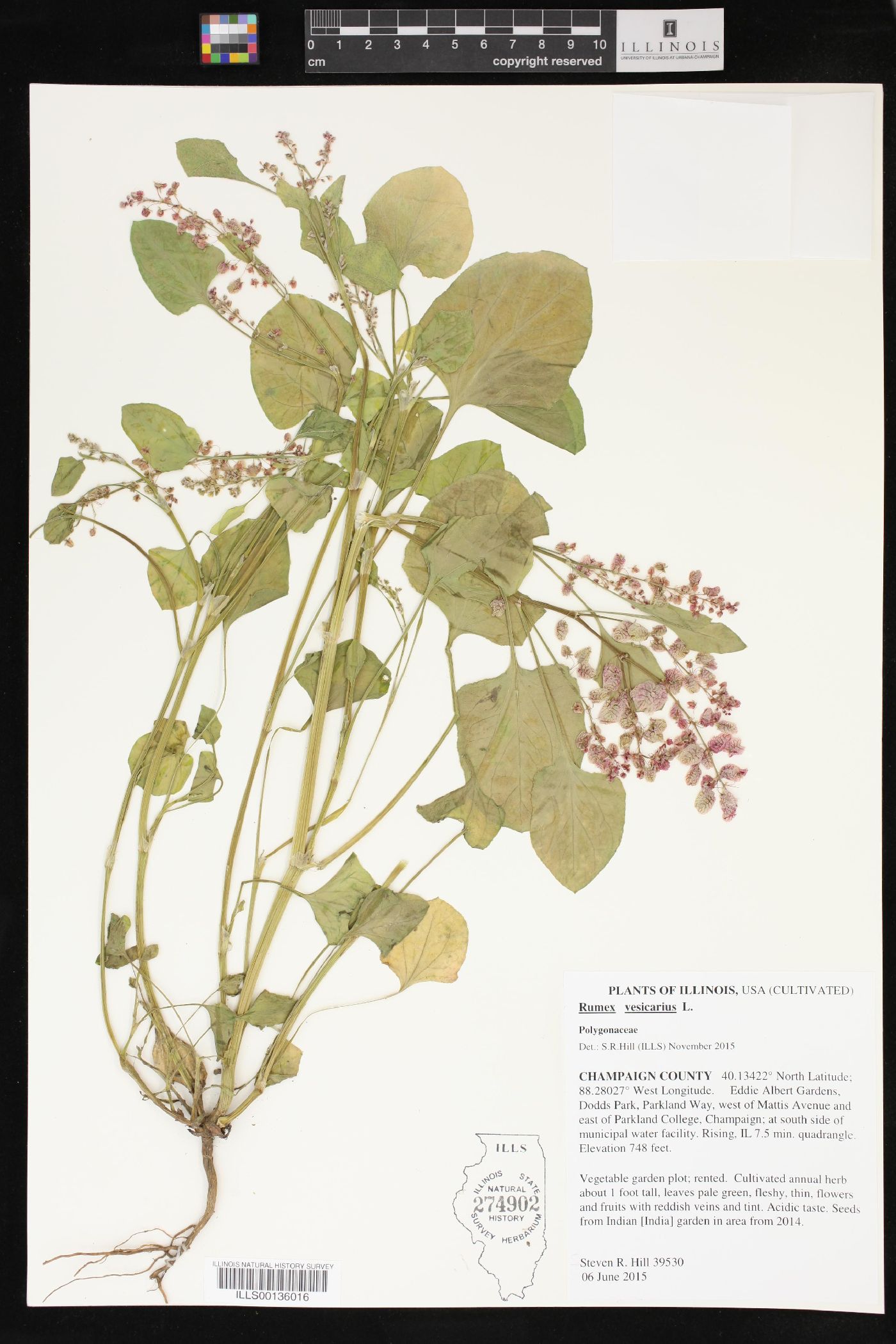 Rumex vesicarius image