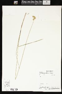 Carex missouriensis image