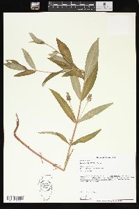 Lysimachia thyrsiflora image