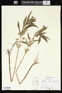 Lysimachia thyrsiflora image