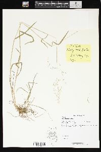 Poa sylvestris image