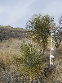 Yucca elata image