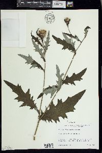 Cirsium altissimum image