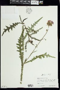 Cirsium palustre image