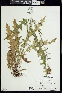 Cirsium palustre image