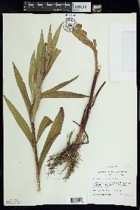 Solidago sempervirens image