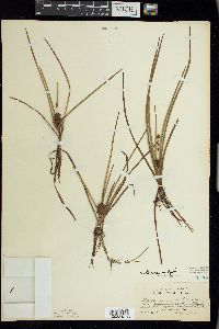 Sparganium emersum image