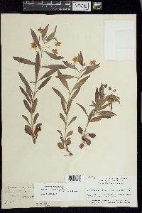 Lysimachia lanceolata image