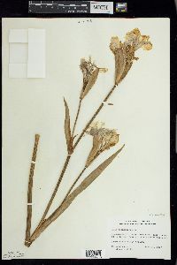 Iris pseudacorus image