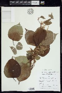 Reynoutria japonica image