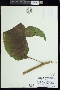 Rumex orbiculatus image